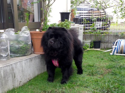 1076990_133788733498231_83655424_o