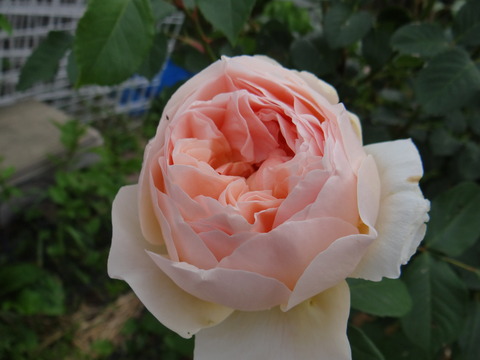 DSC04058