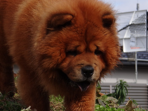 DSC04600