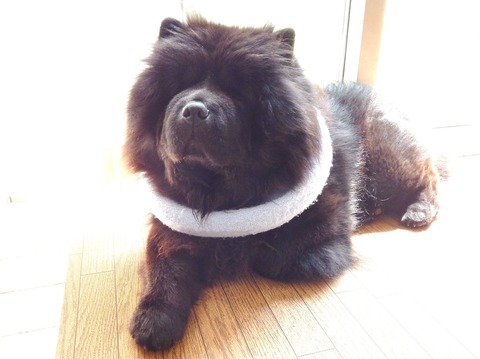 11415563_363081103902325_5986743910968888477_o