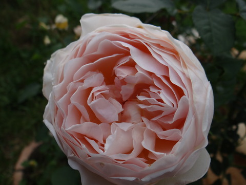 DSC04060