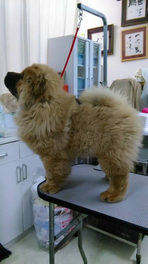 27972792_1797501916950559_5131274432714154345_n