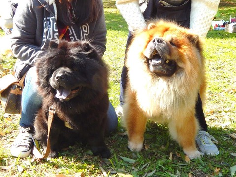 28058707_723844604492638_3260813235067336590_n