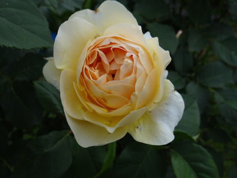 DSC04055