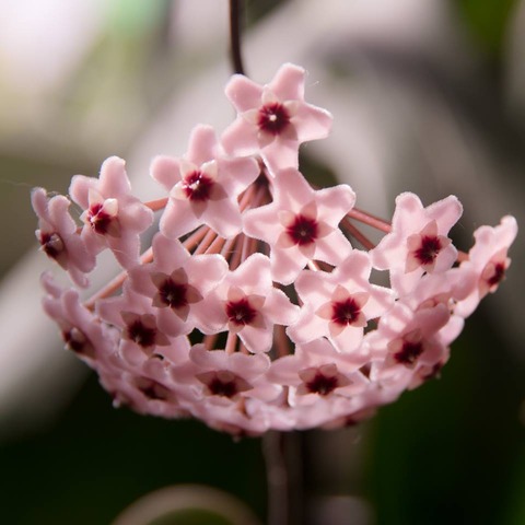 21905631_1651412858264969_1965314279_n