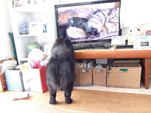 11882301_405375403006228_399261362850626980_o (1)