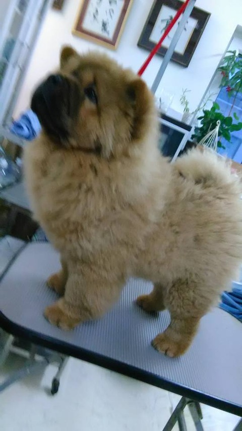 27749876_1797501836950567_4659818406733788761_n