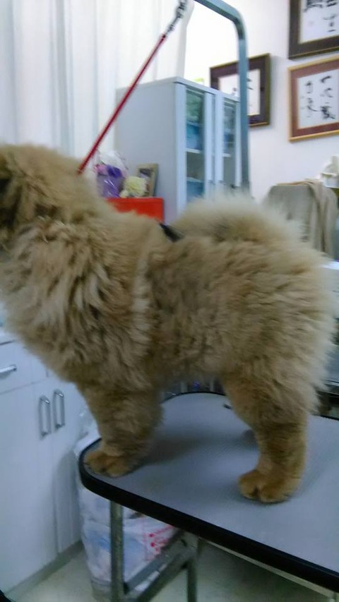 27657719_1797501983617219_3414339547043486559_n