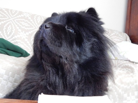 1076959_215450521998718_500021193_o