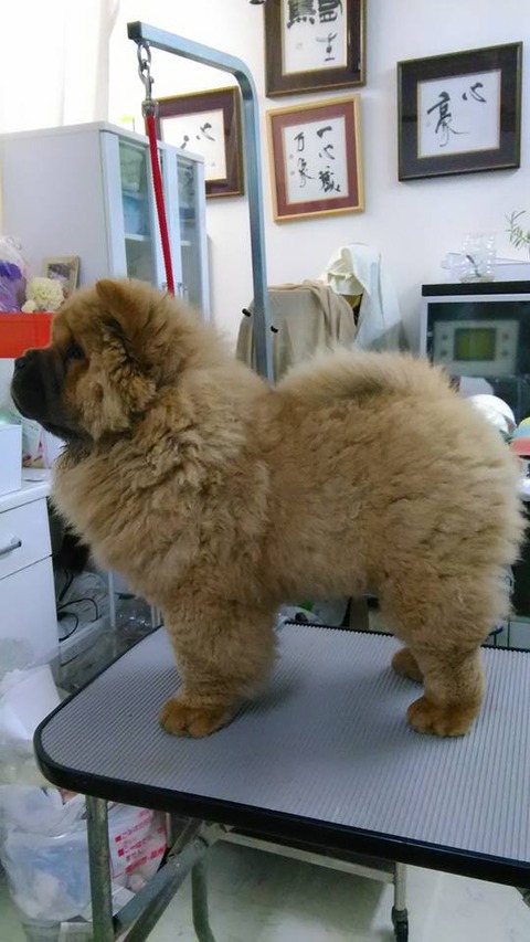 27752474_1797502173617200_5116879790508507234_n