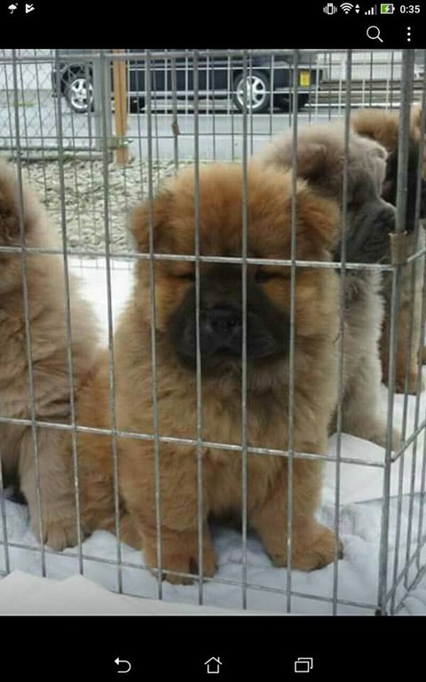 27752546_1797502236950527_5134690128919610911_n