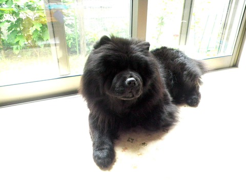 1292934_148187015391736_1424898922_o