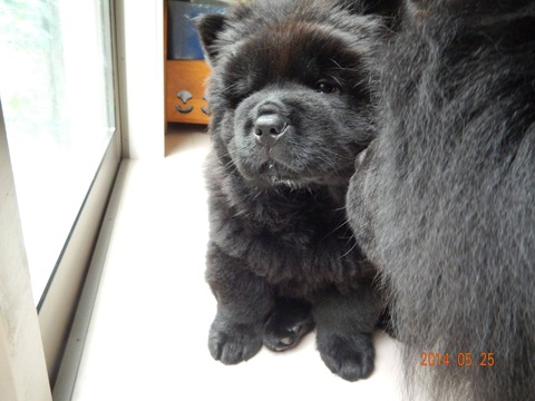 11539028_386948391515596_6351552031254102931_o