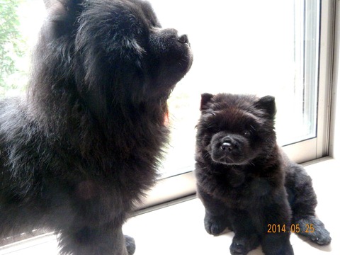 11411955_386948638182238_4974004915890652753_o