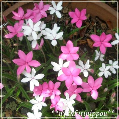 niwa055