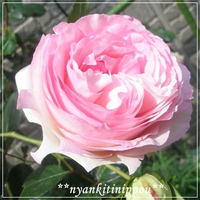 niwa058