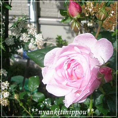 niwa056