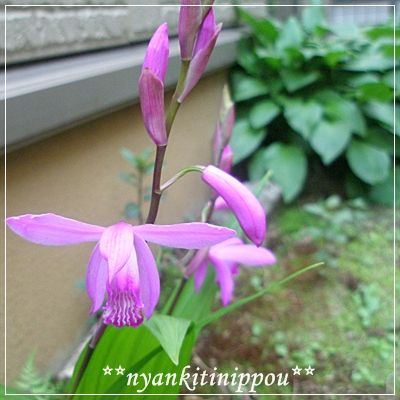niwa054