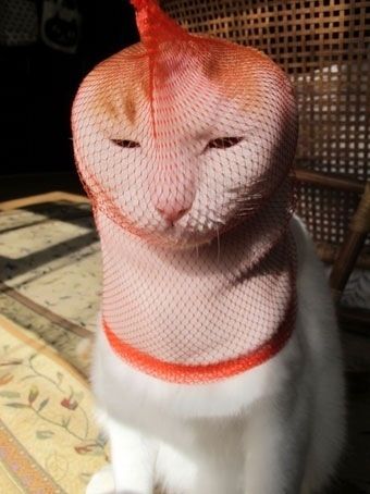 244
