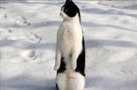 638