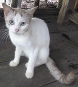猫だにゃあ