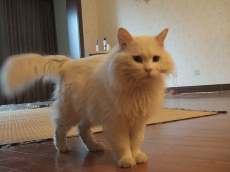 ginnosuke (5)