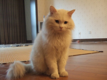ginnosuke (6)