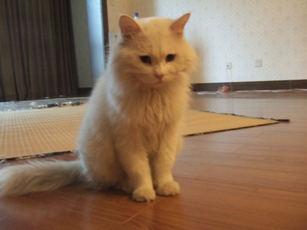 ginnosuke (8)