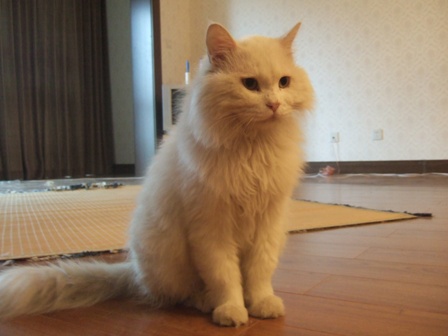 ginnosuke (7)