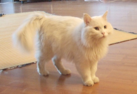 ginnosuke