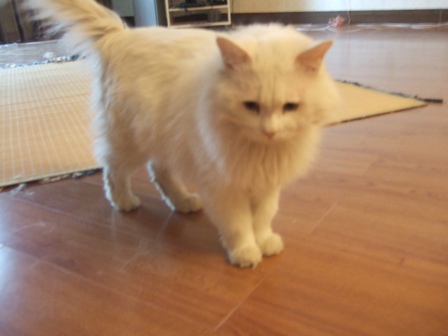 ginnosuke (1)