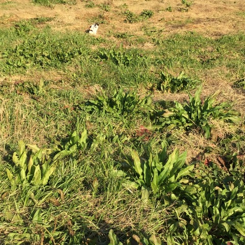 野良ネコ