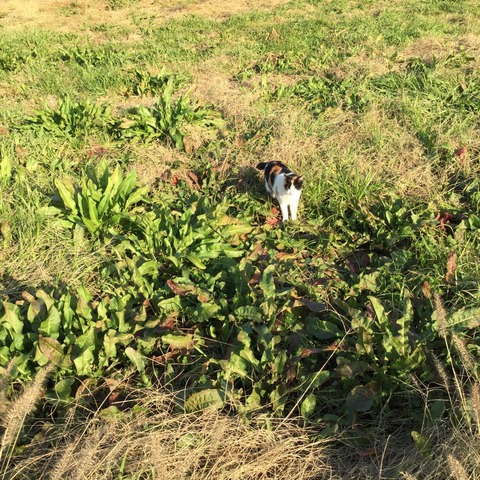 野良ネコ