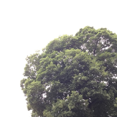 公園の木