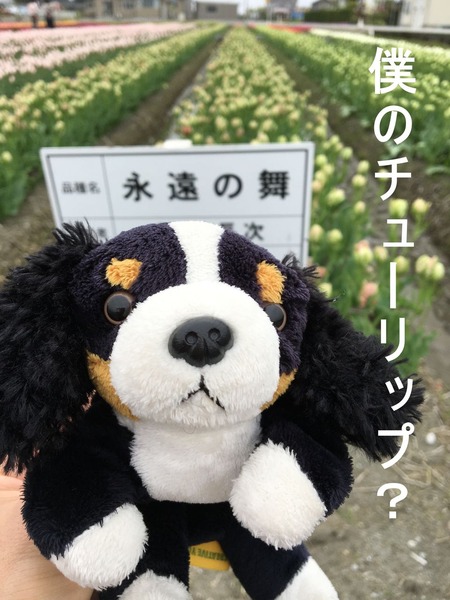 チューリップ僕の