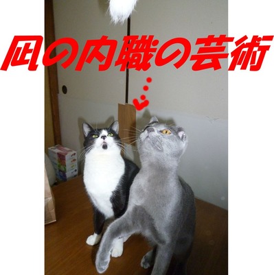 ����⿦