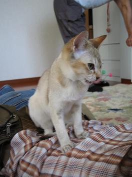 あやちゃんのうえで