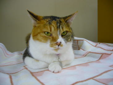 三毛猫