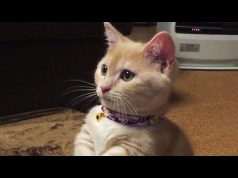cat08-08