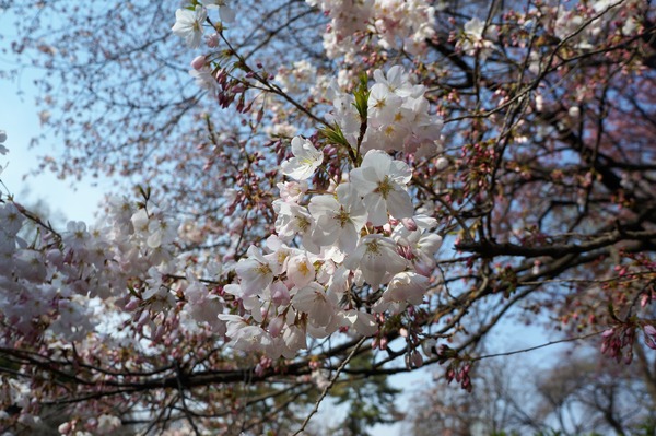 お花見 DSC03814 (2)