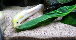 ほうれん草