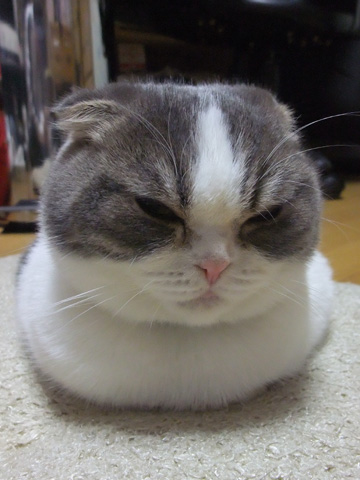 おいしそうな脚の女子校生 234脚目猫ガイジ隔離スレ [無断転載禁止]©bbspink.com	YouTube動画>1本 ->画像>4453枚 