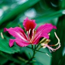 Nyoyo Web Album