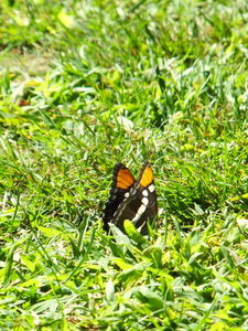 DSCF0436