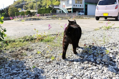 にゃんず20170419 (1)