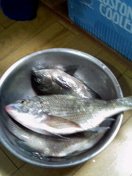 さかな