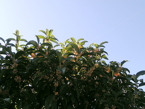 yokatta_25_1
