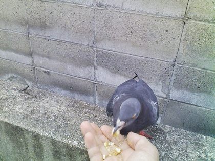 はと2