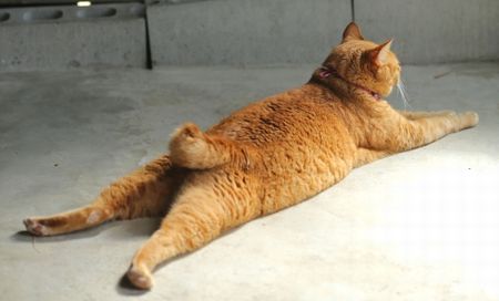 昔の高野山は猫立ち入り禁止