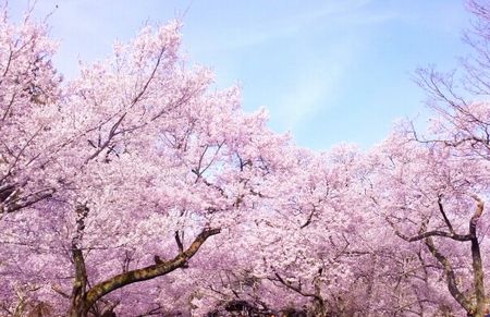 桜